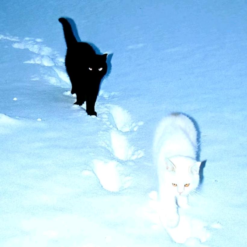 KIWI伊伊（贪吃的小馋猫）