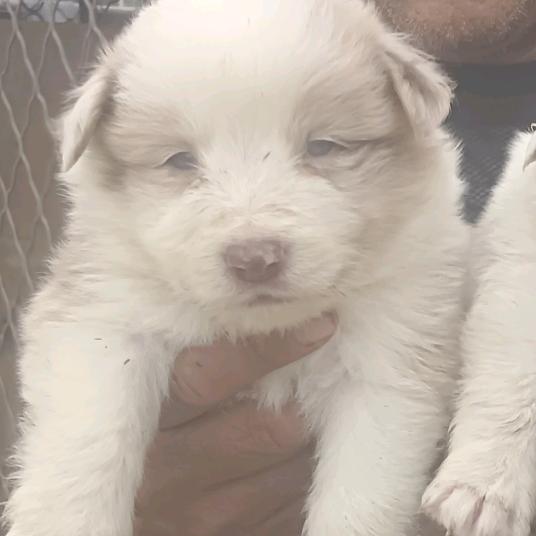 买狗看上咱就说