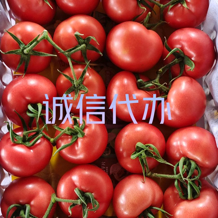 山东西红柿原产地(小朱)