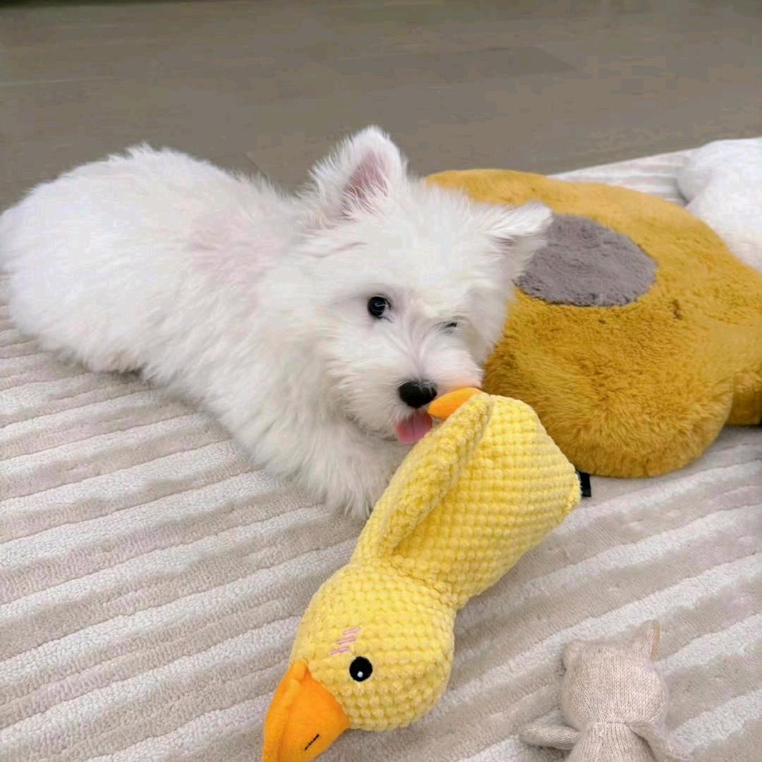 小小暖~ ⁸³⁰༼🐶༽