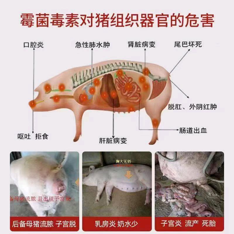 来自农村90后的养猪人