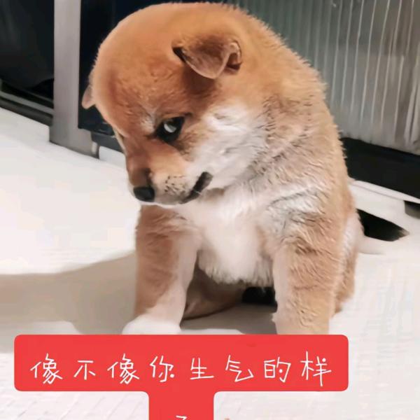 ❤为你陈劉❤