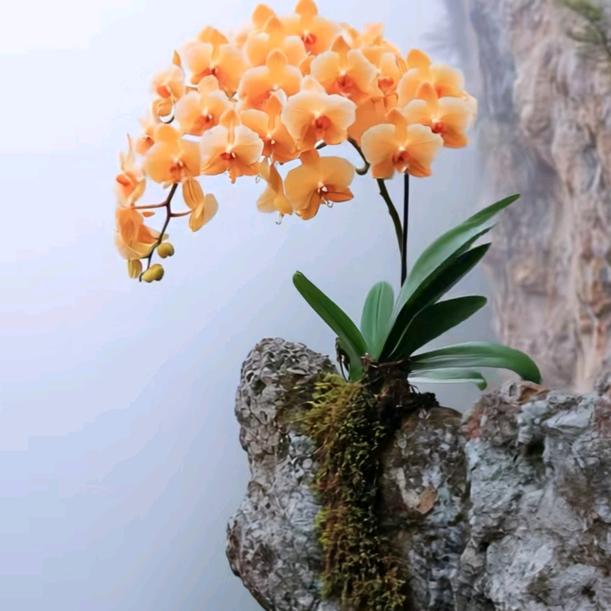 郭岗液化气