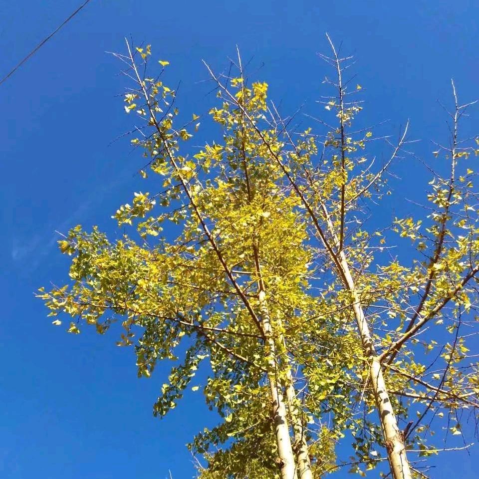 游子1