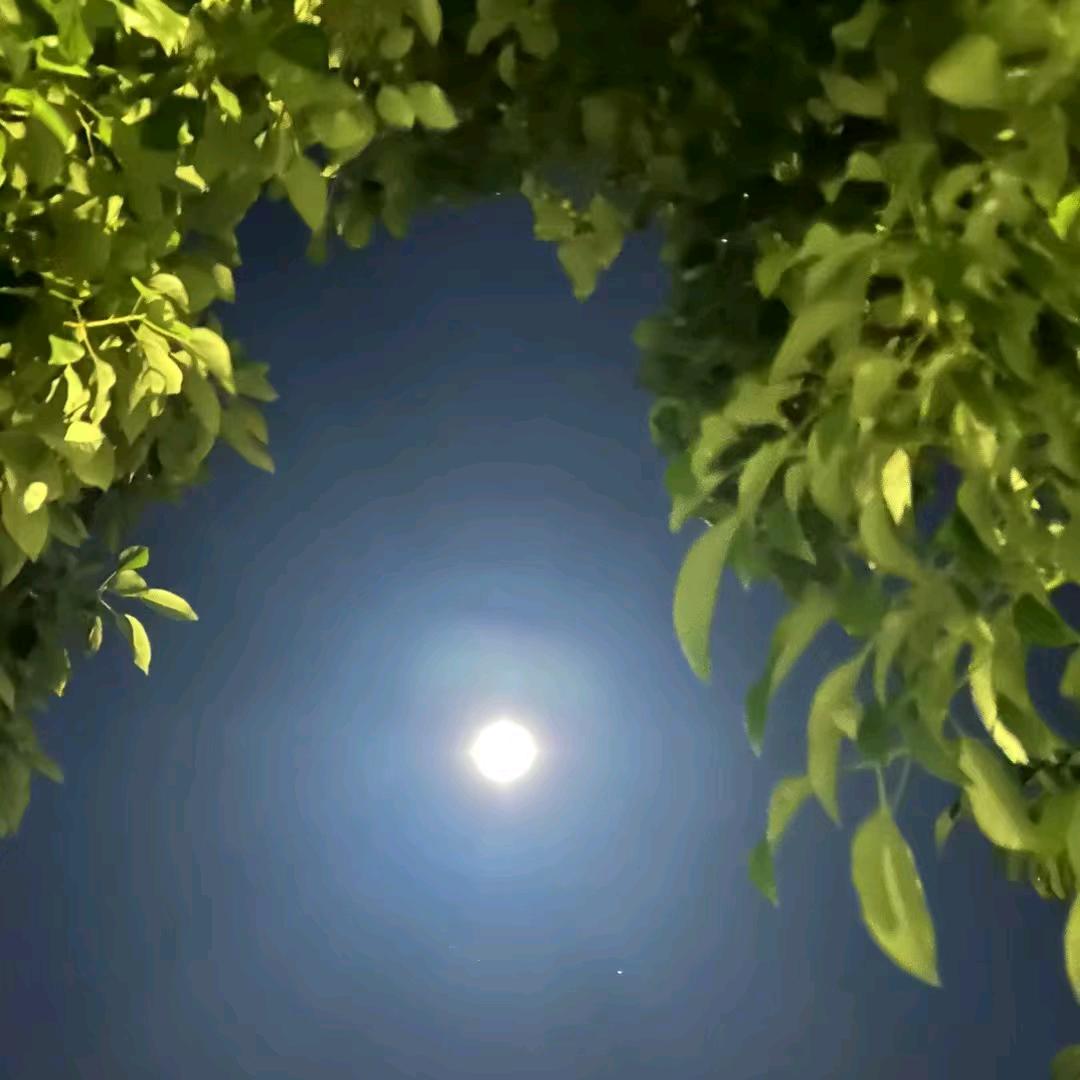 等月季开◎