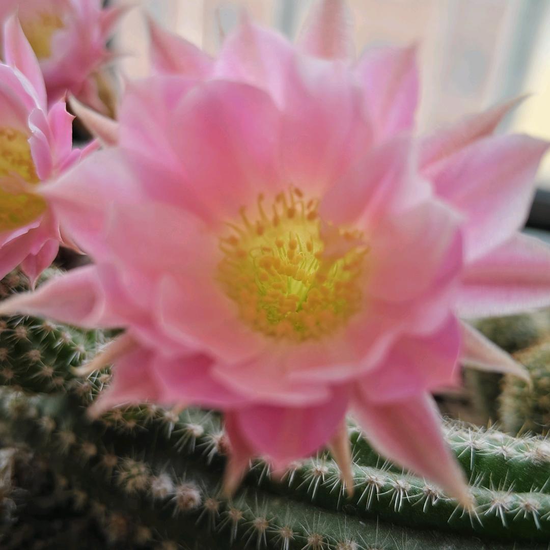 静等花开🌸🌸