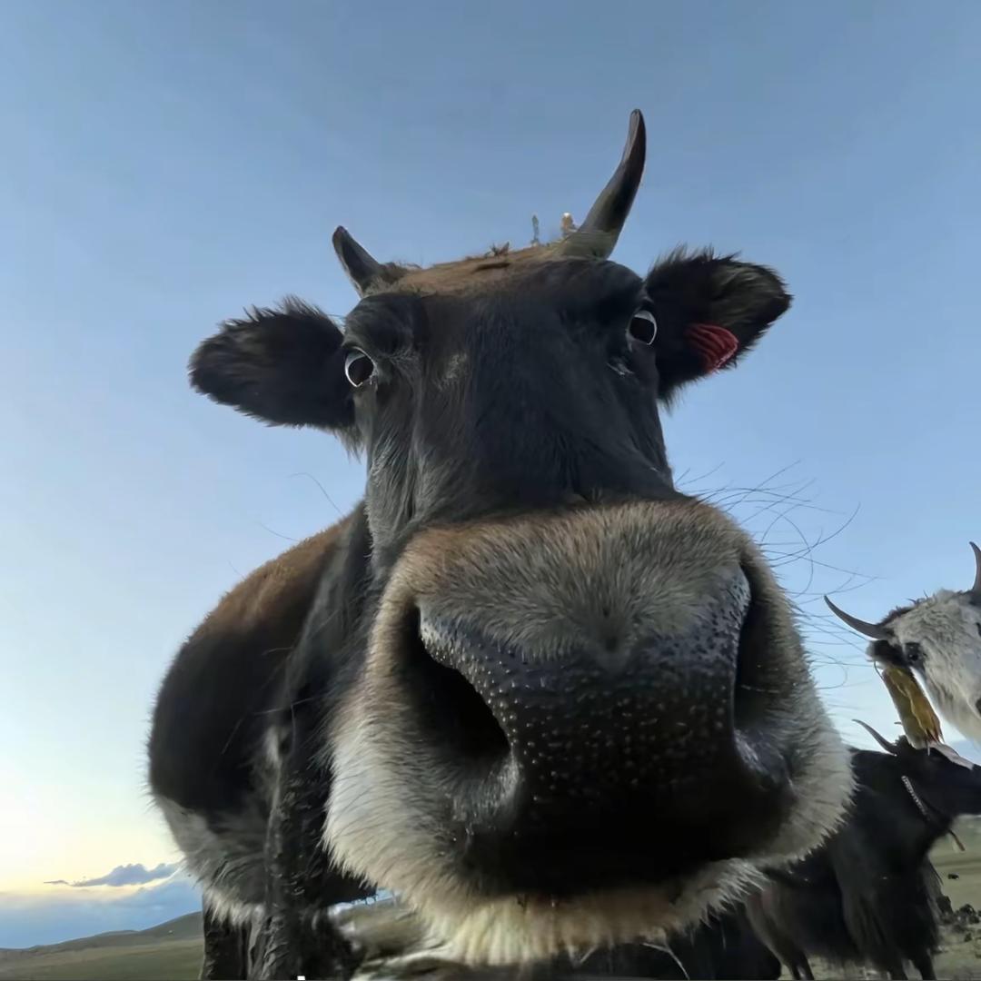 一口能吃三汤圆