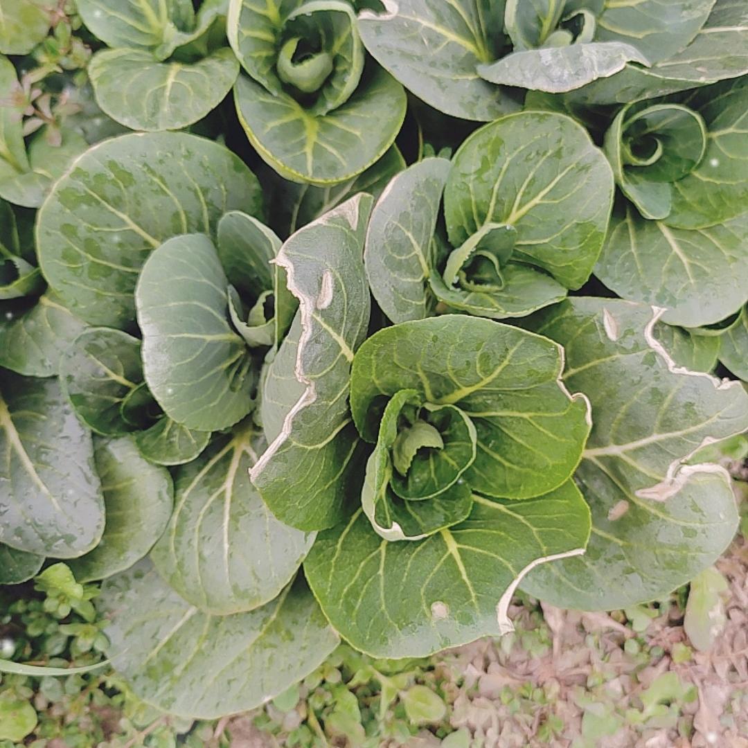 集一生鲜