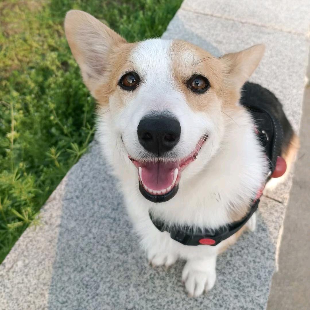 有人看到过一只走丢的三色柯基吗