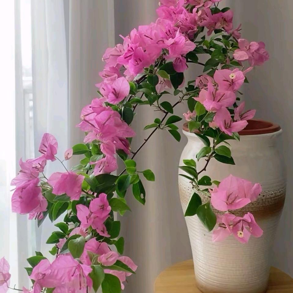 花之美