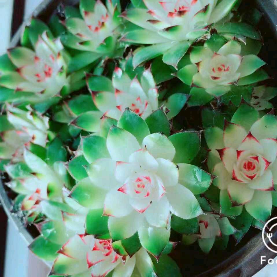 燕燕