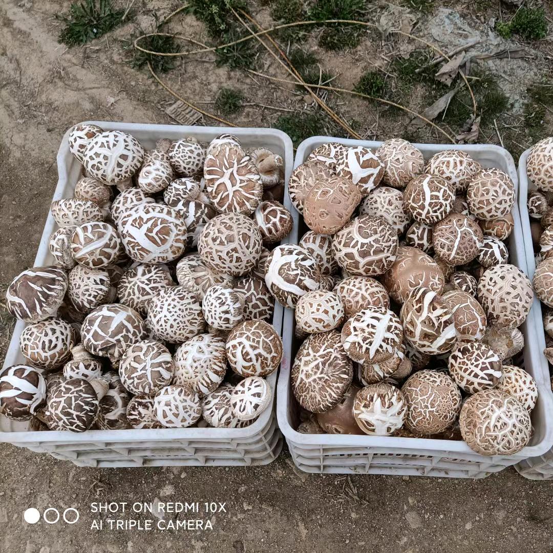 河南胜哥种植（香菇）