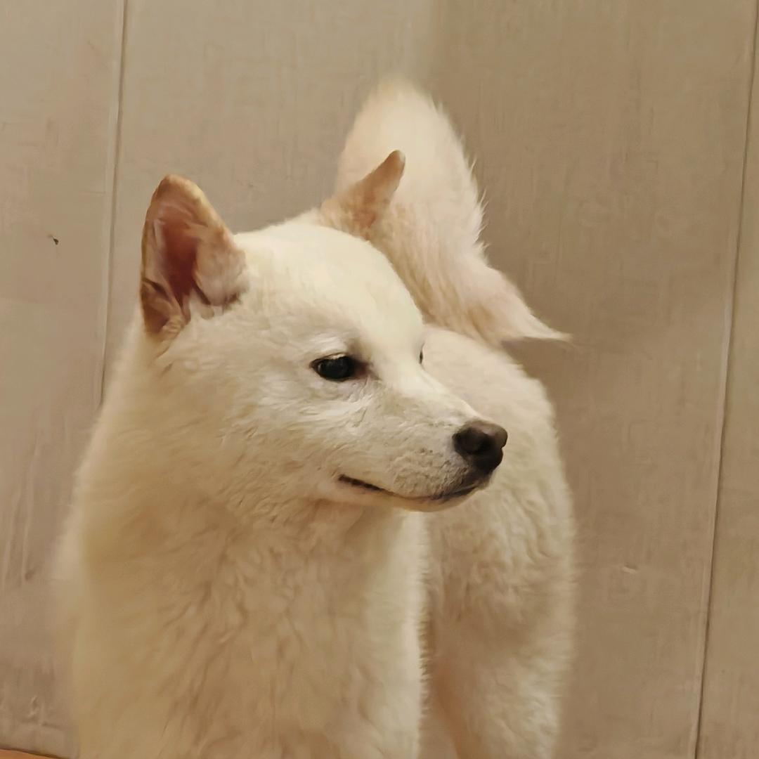 咩哈