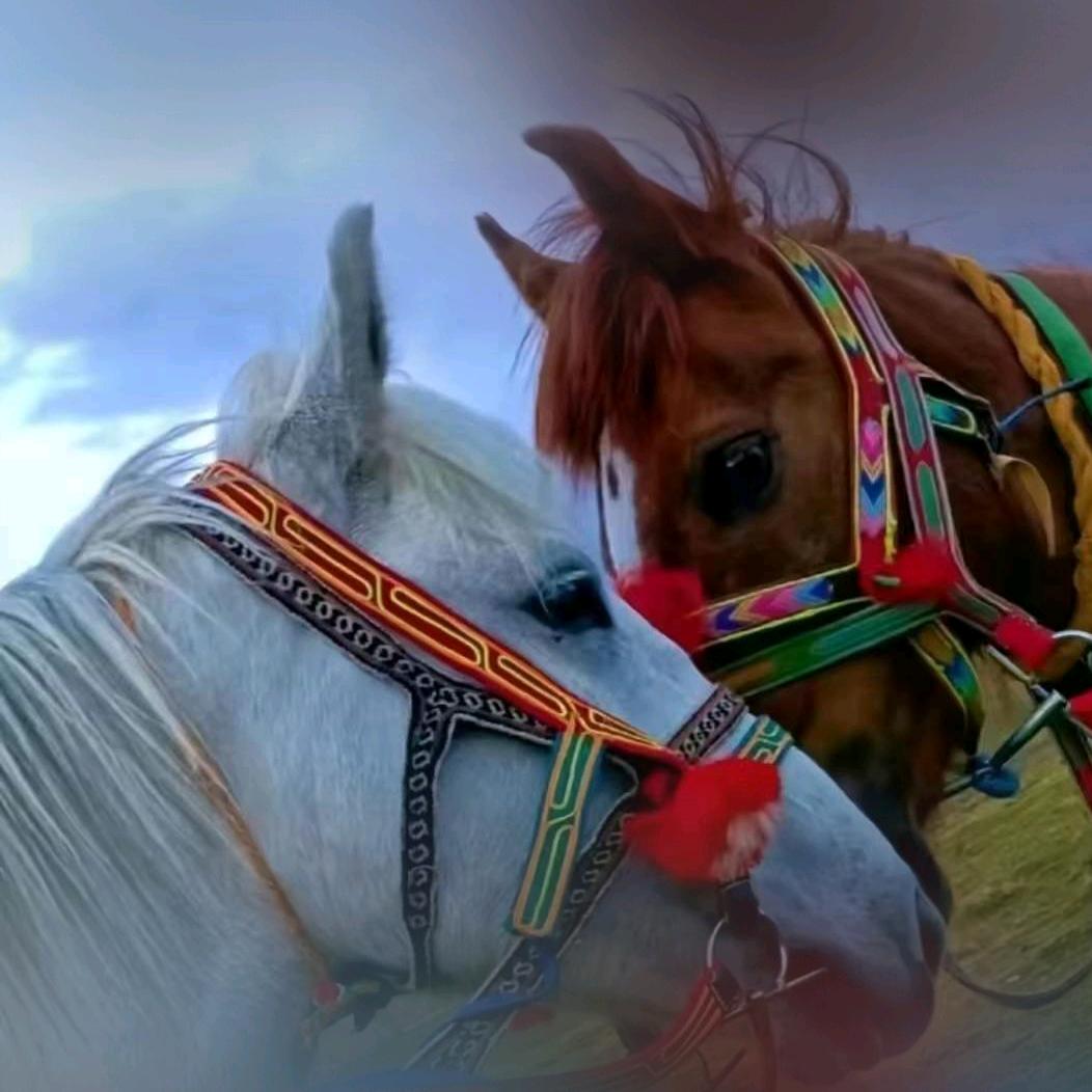 ࿐🐎