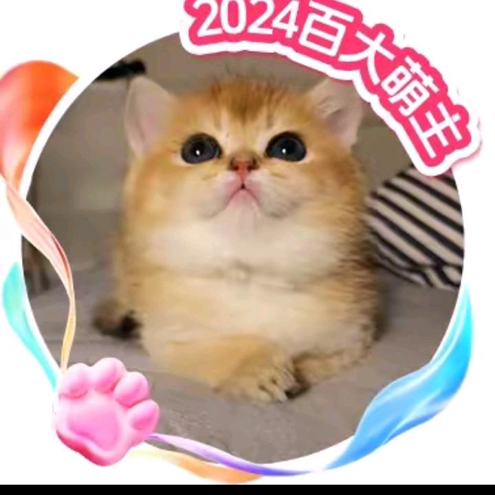 一只流浪猫🐱