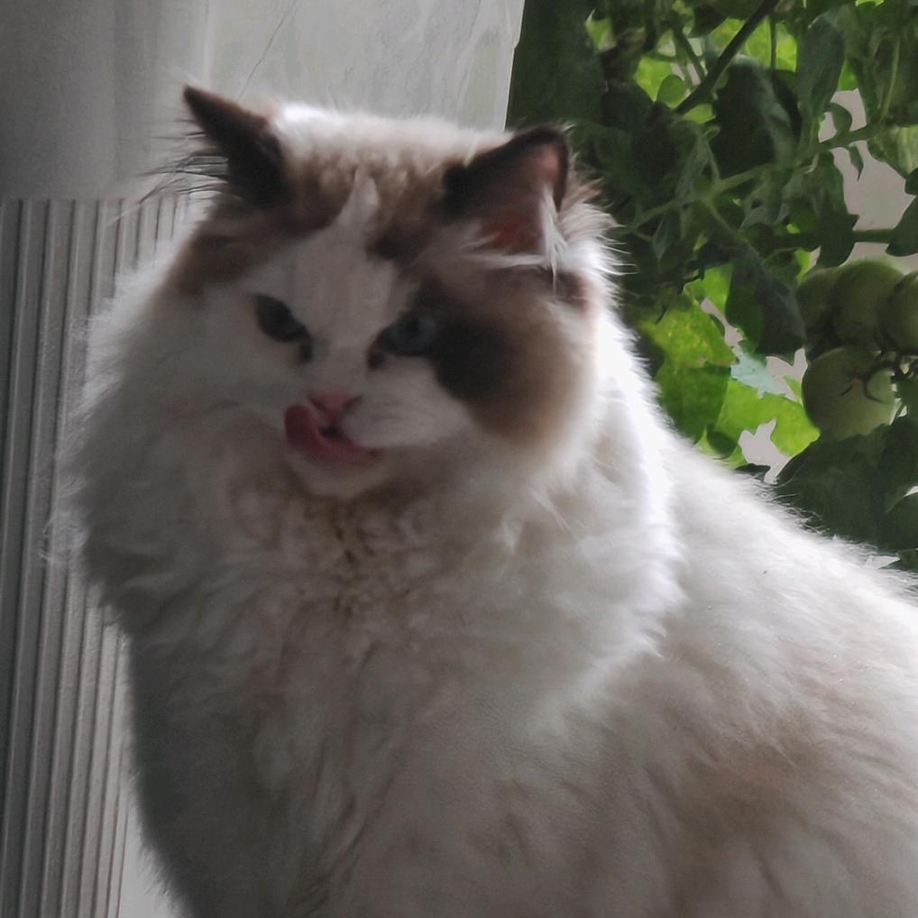 胆小的布偶猫飒飒（听劝体）