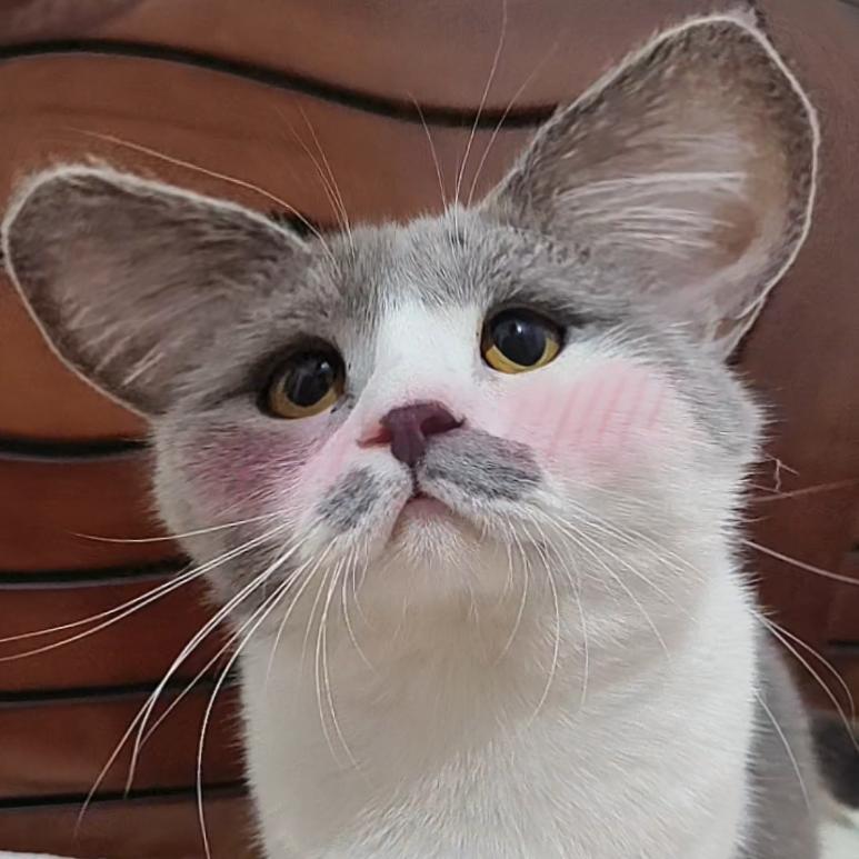 八嘎是一只南通猫🐱