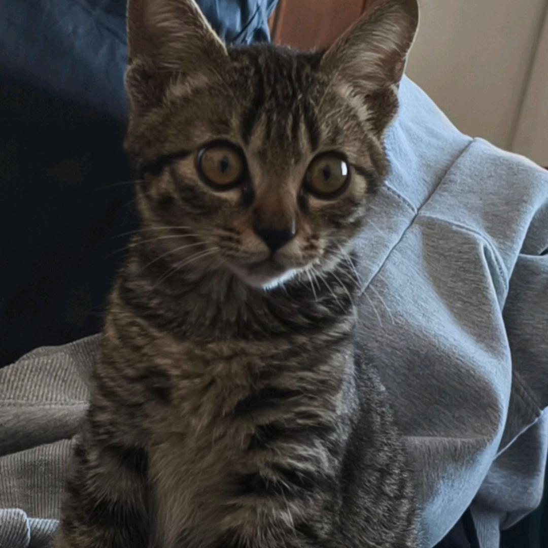 满春楼头牌（啊狩）