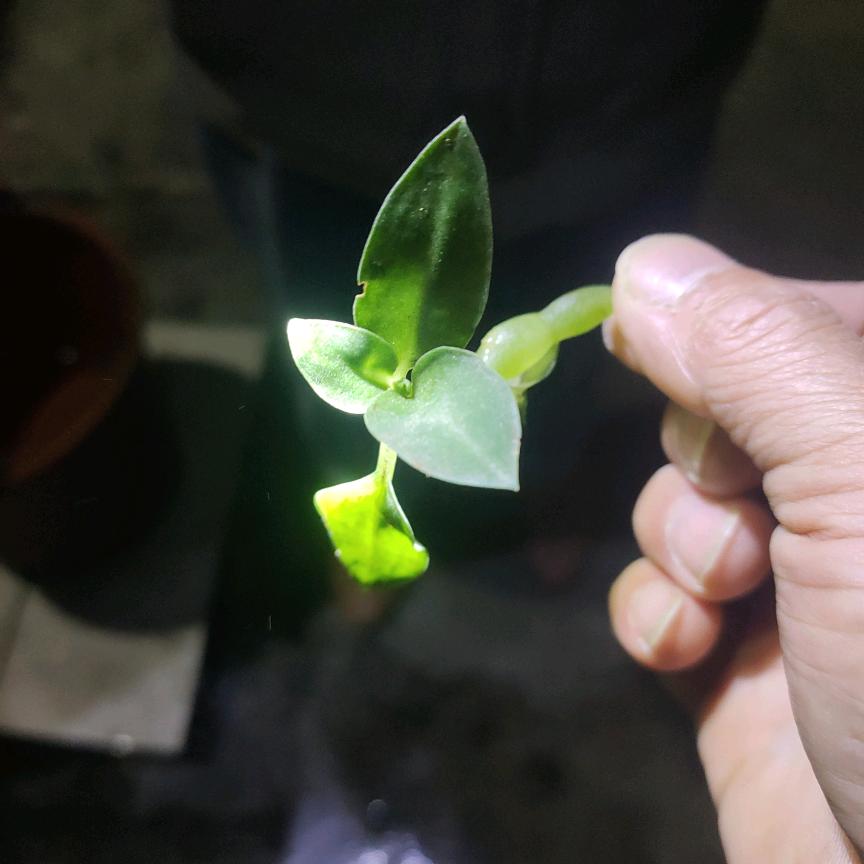 回不到从前