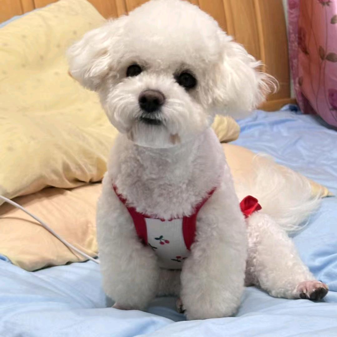 忘记凶狠的狼🐺