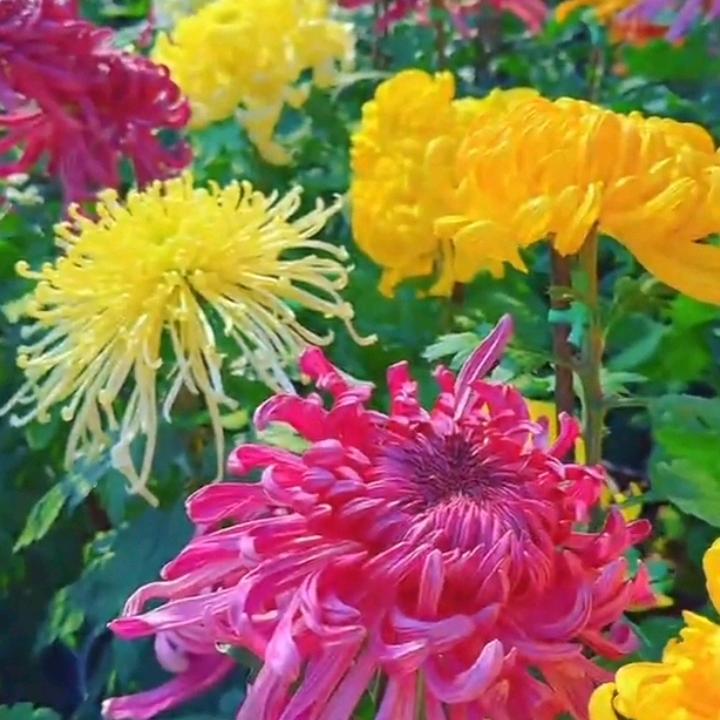 ღ᭄傻ꦿ꯭丫头꧔ꦿ᭄💞