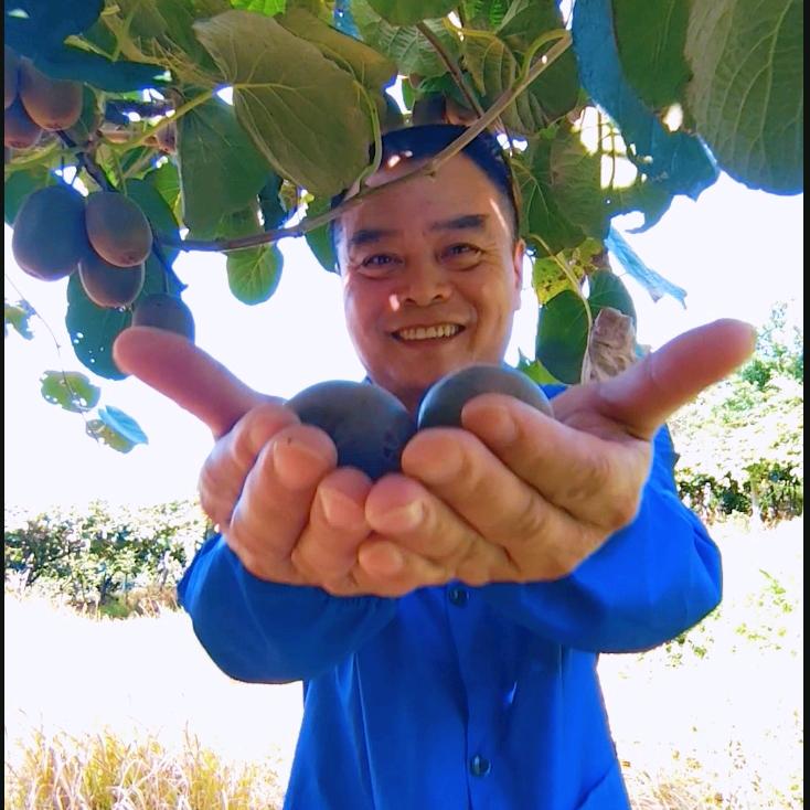 丰城红心猕猴桃-根哥