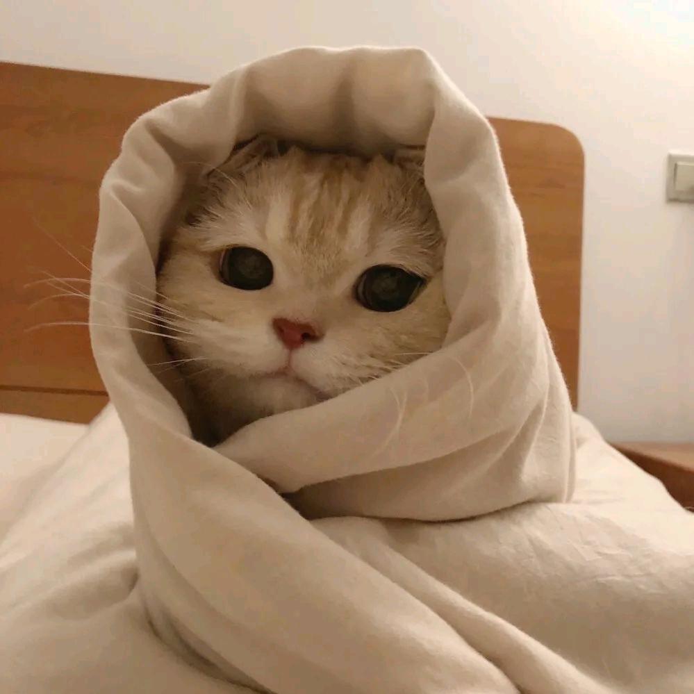 只喝茉莉ovo