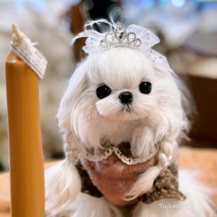 左汪右喵零售店马尔济斯比熊泰迪西施约克夏