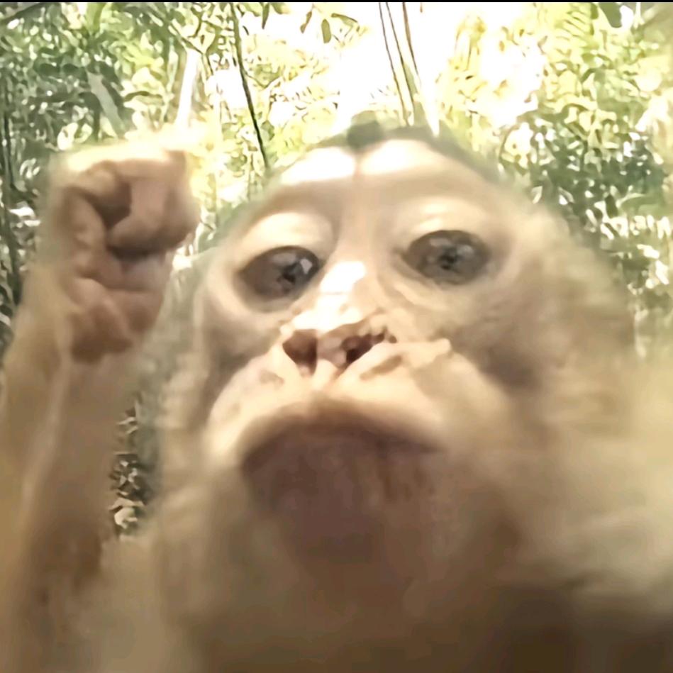 独行的棕鹿ට˓˳̮ට头像