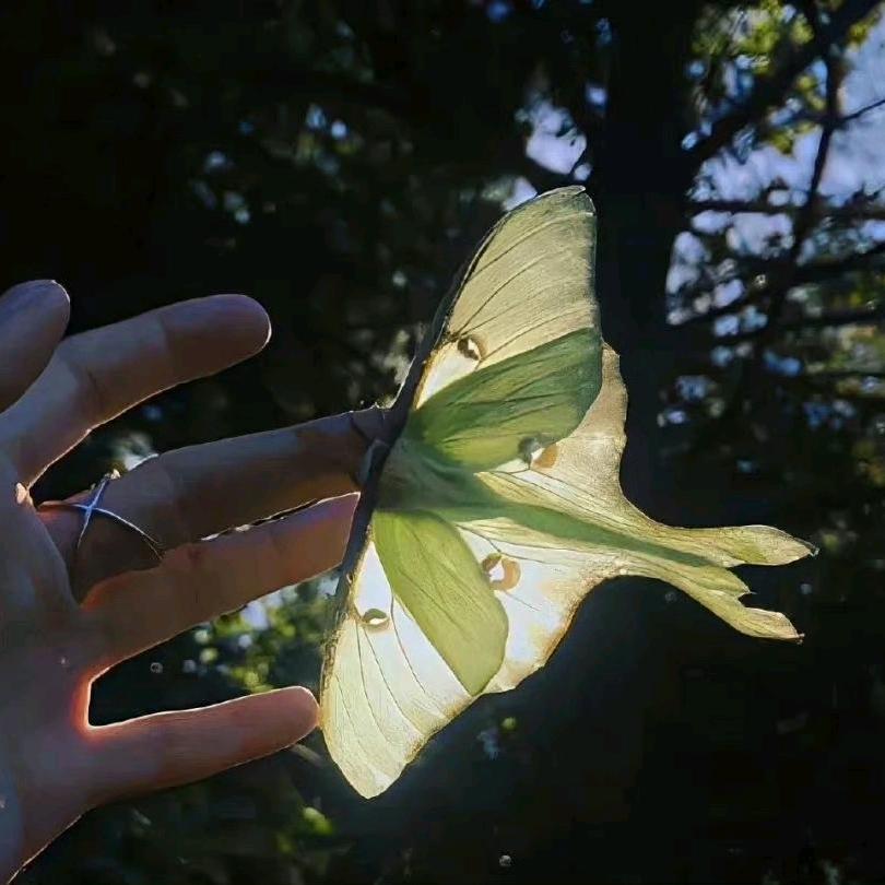 蝴蝶星辰🦋🦋（己有闺）冲800