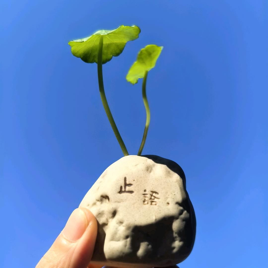过季少年
