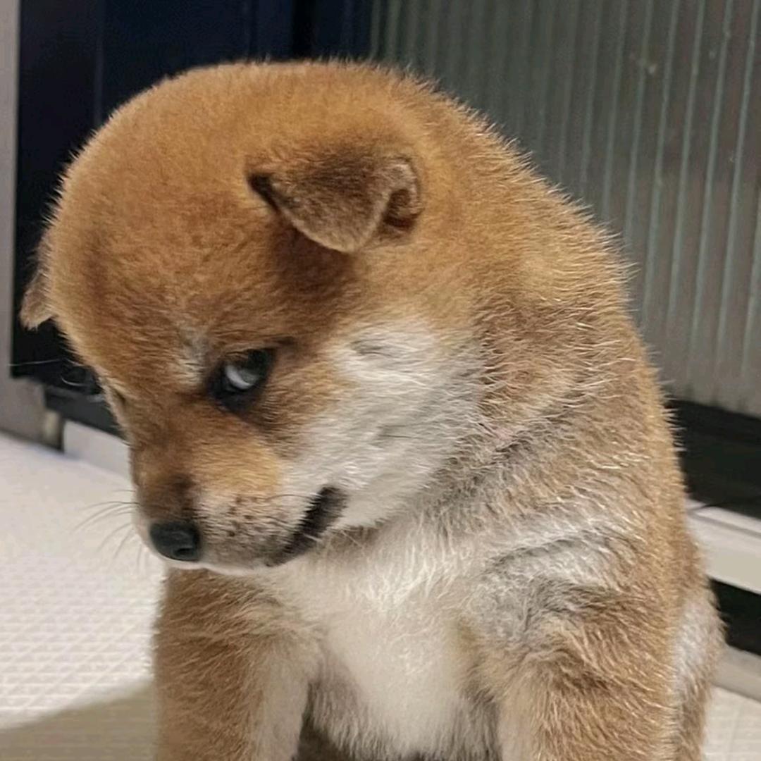 初五