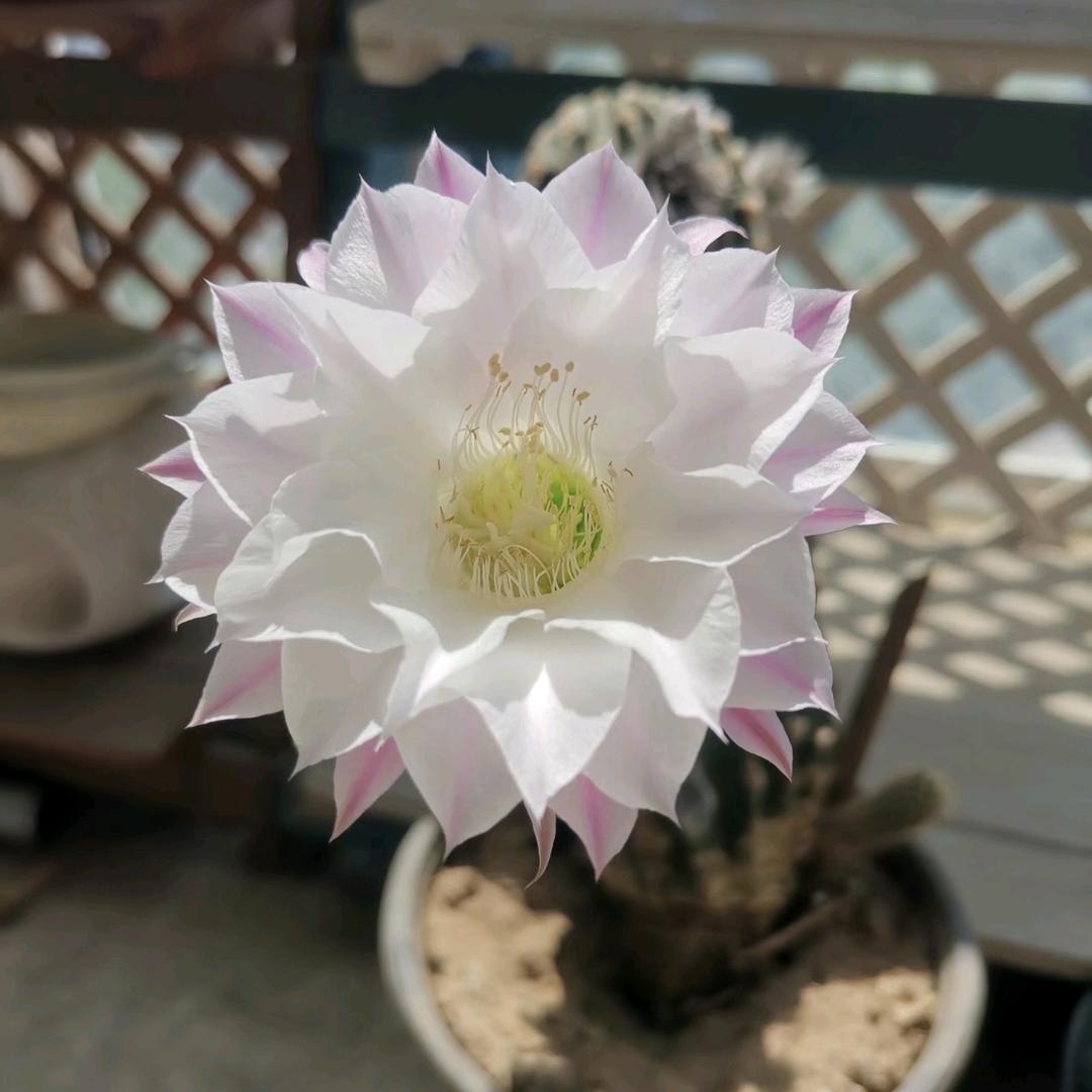 坚定爱情林沁瑶头像