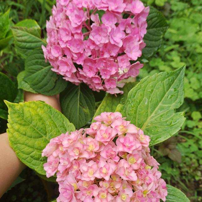 青菁