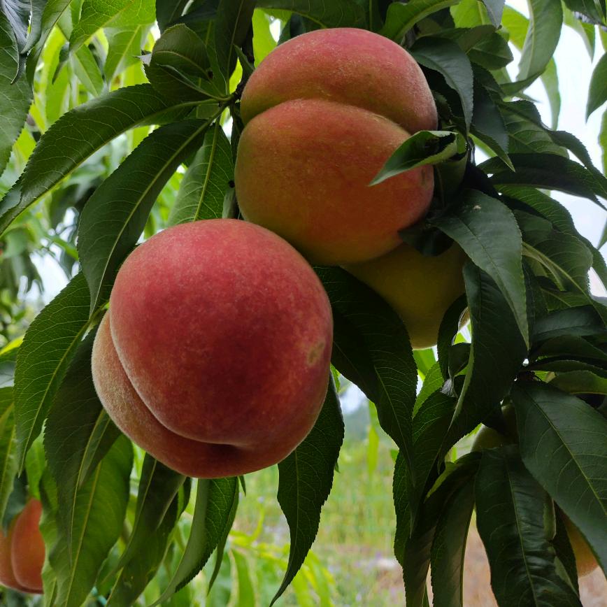 重庆茂宝农业采摘园（忘忧果）