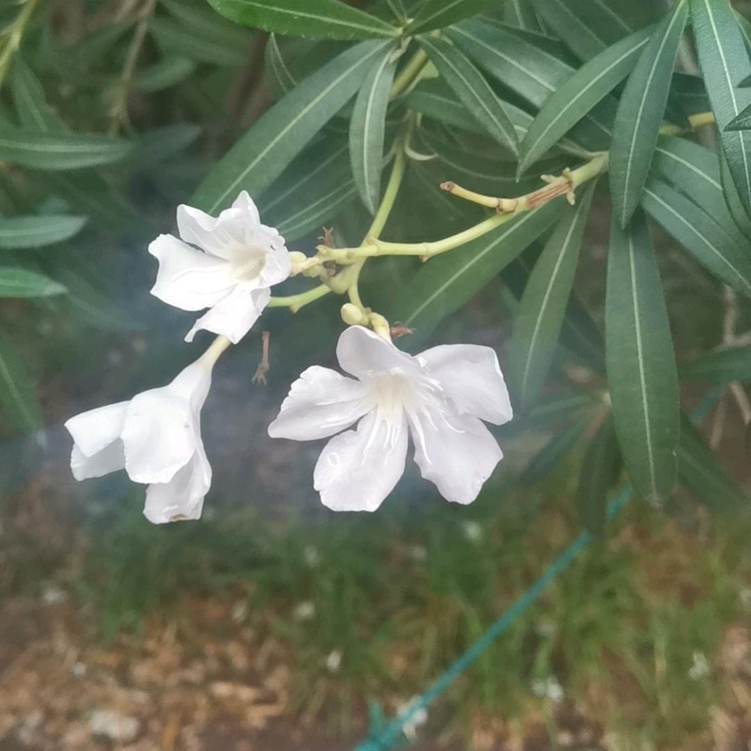医路顺风(王者荣耀)