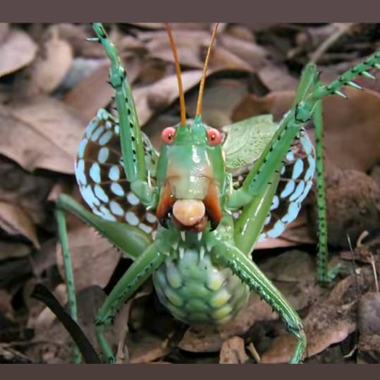 （蟈蟈中國第一是昆蟲事業家《貴州》)