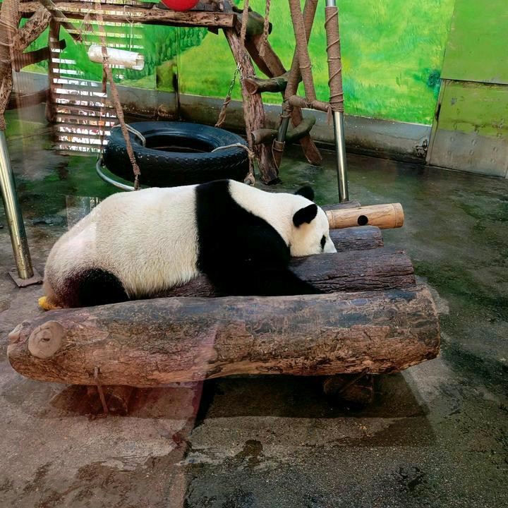熊猫宝宝