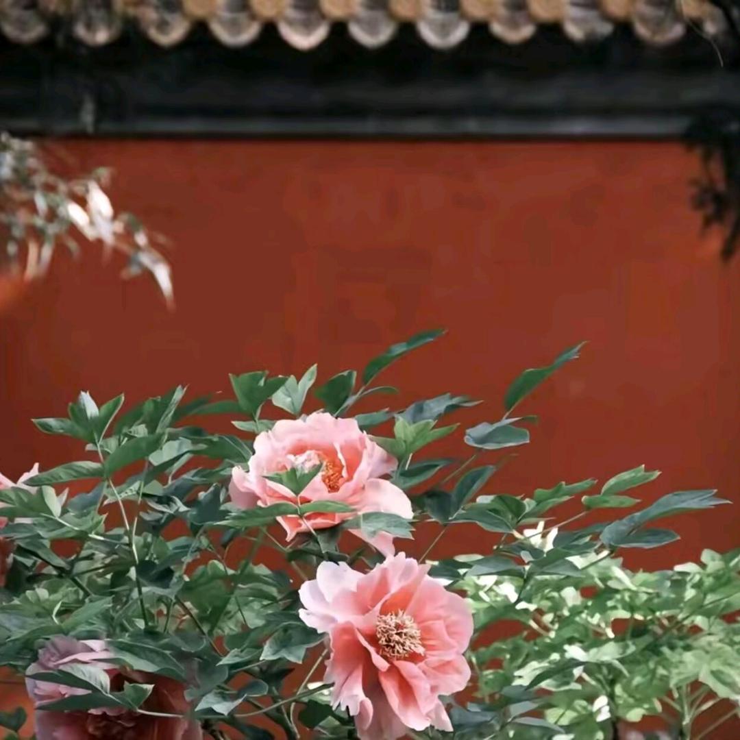 魅力甄选推荐