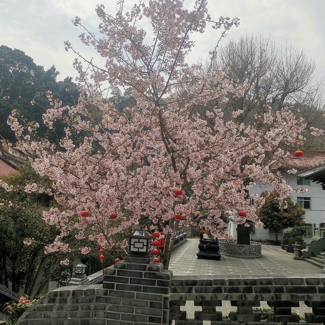 草根农民
