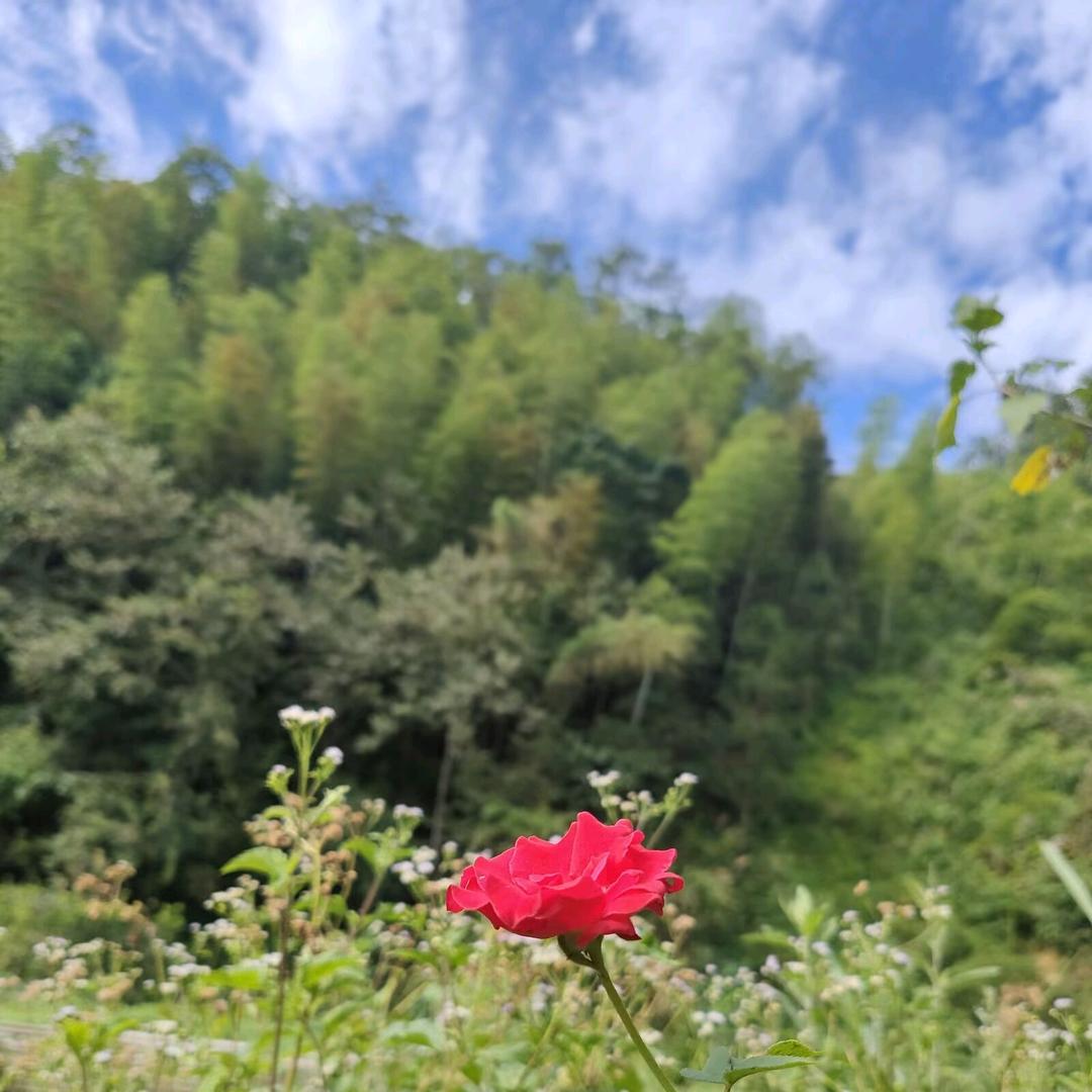 夏恋