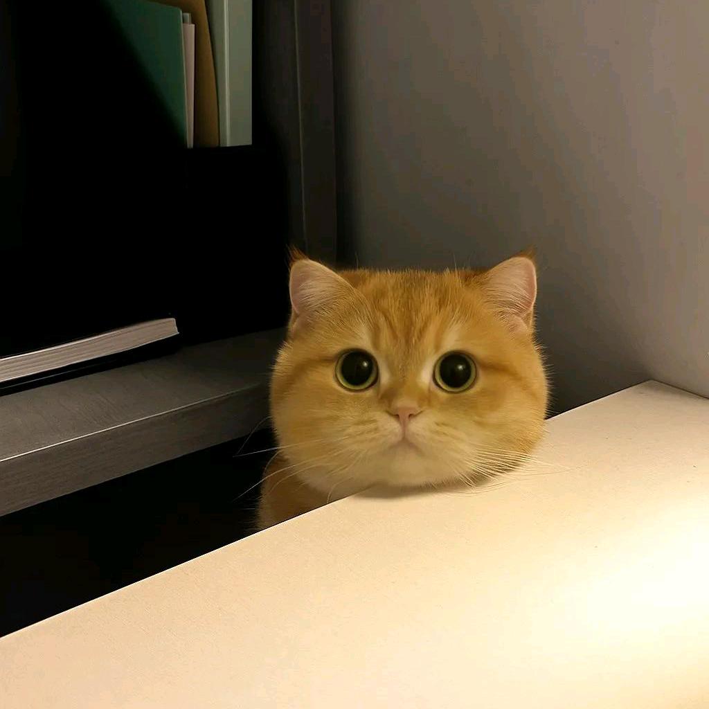 🌻远方切片🌻 松果gg