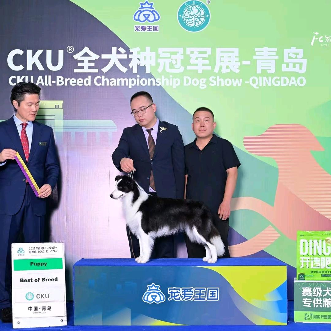 山西焱炎边牧犬舍