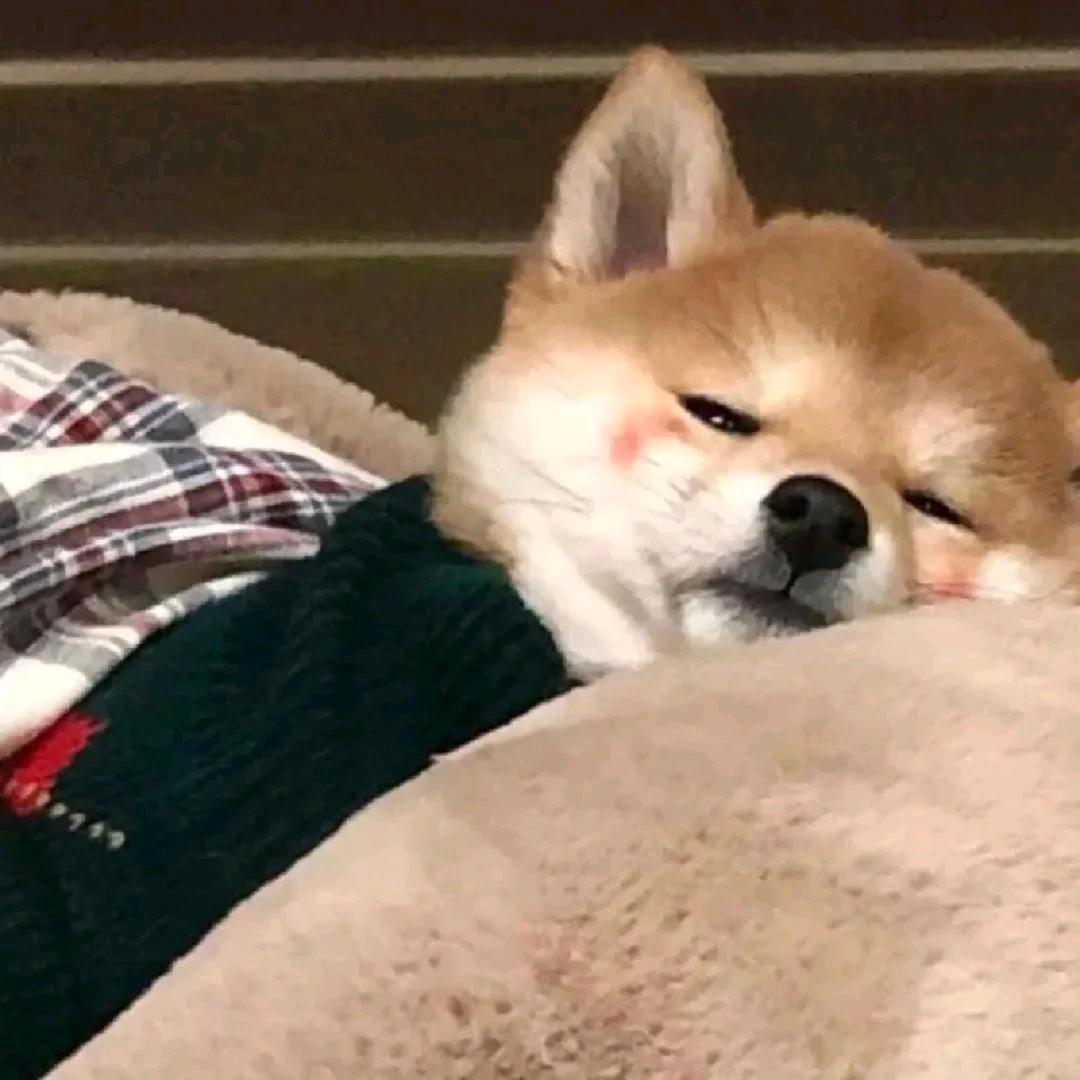 咸鱼不翻身头像