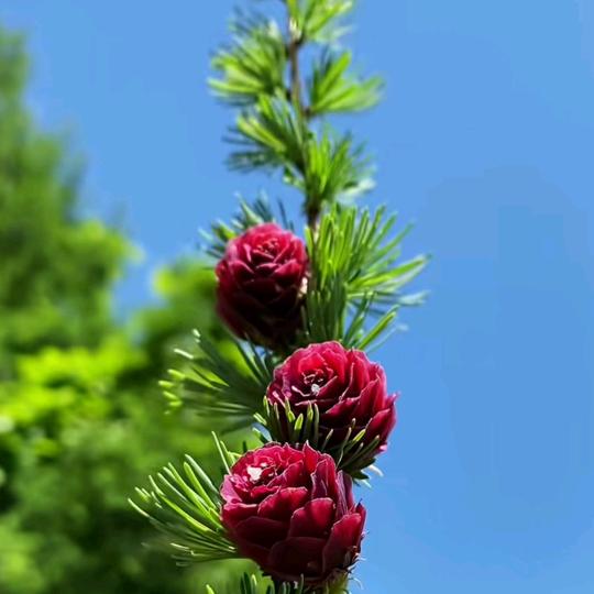 赤脚徐二嫂儿