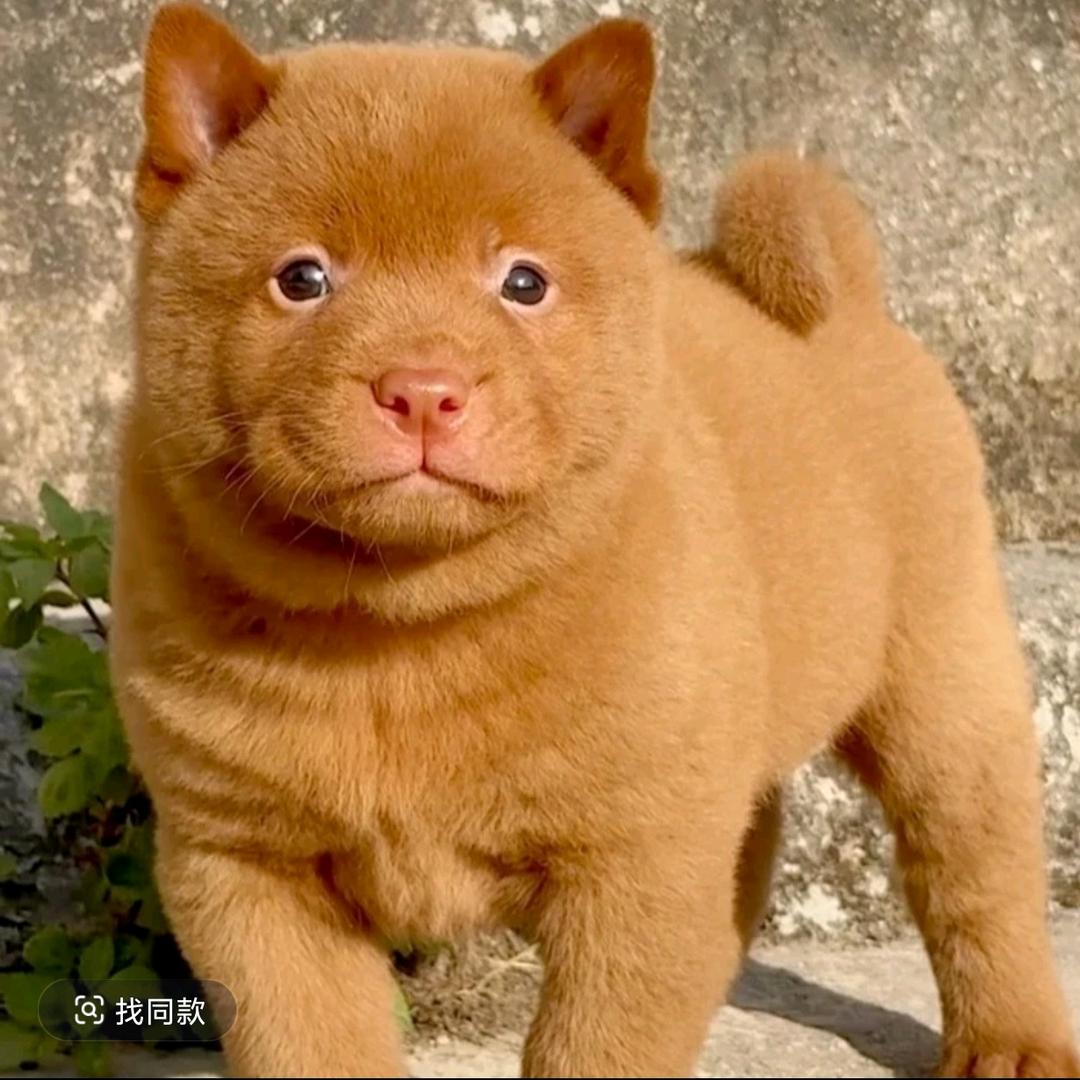 广西田园犬