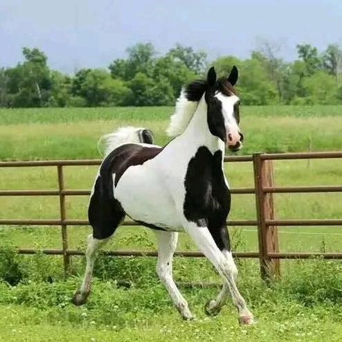 小白爱玩马（白氏马业）