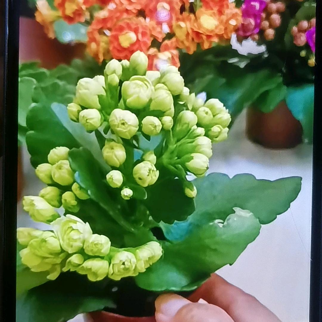 安溪县城厢张伟华五金经营部