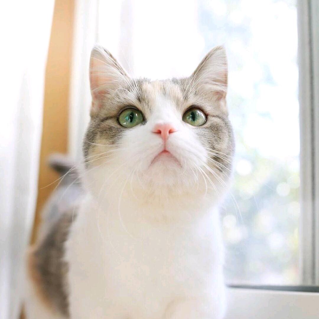 妮姆芙