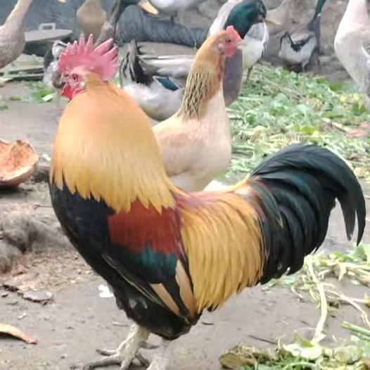 黔龍苗岭